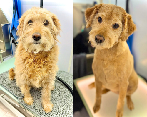 Pup Buzz mobile grooming