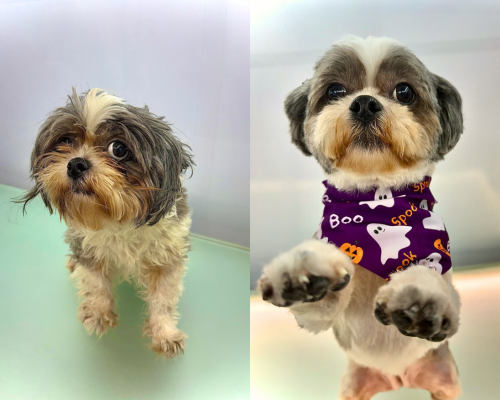 Pup Buzz mobile grooming