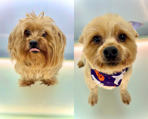 Pup Buzz mobile grooming
