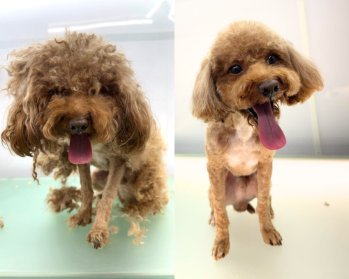 Pup Buzz mobile grooming