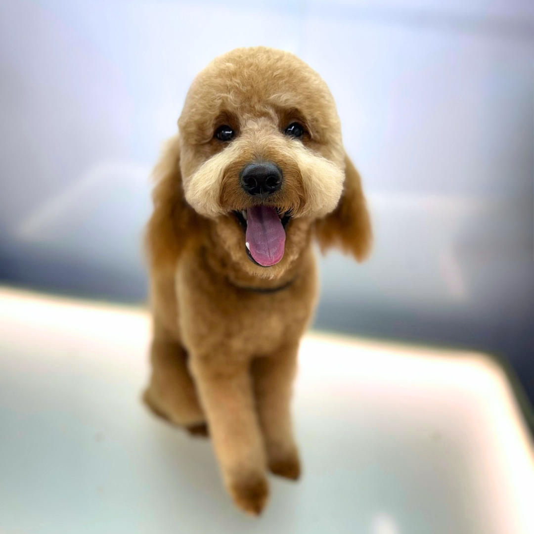 Jo after grooming