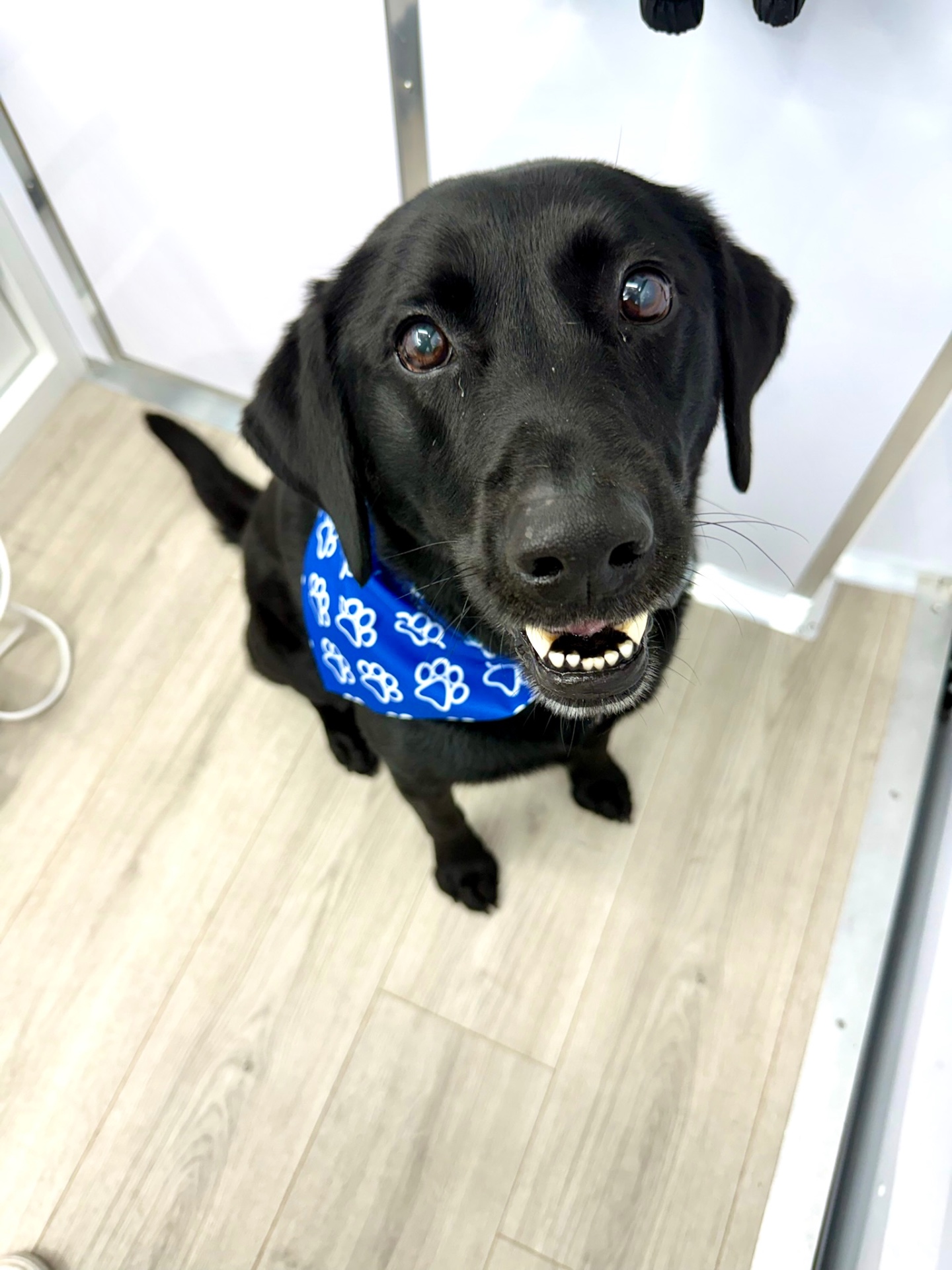 Luke after grooming