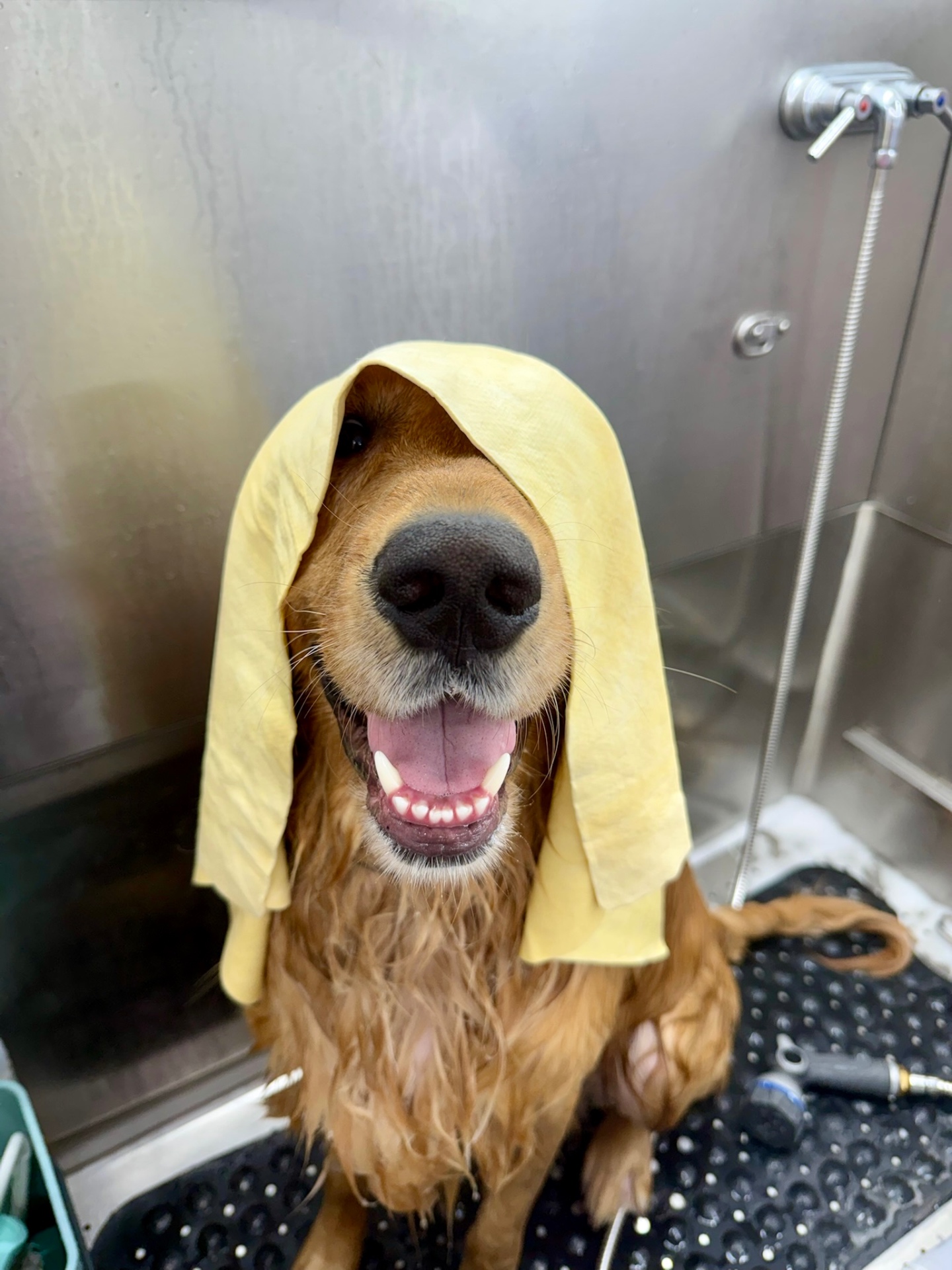 Comet after grooming